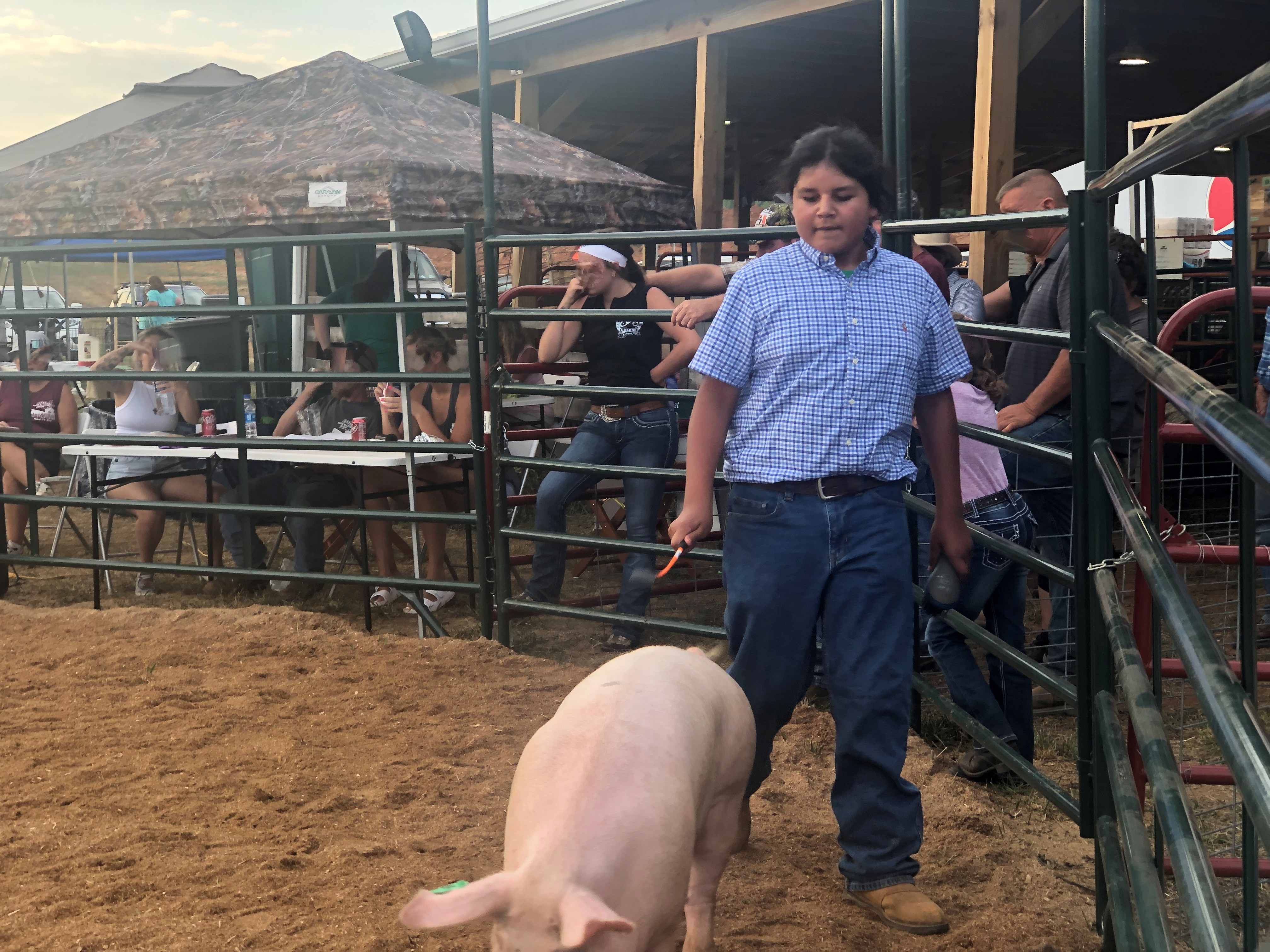 showing pigs